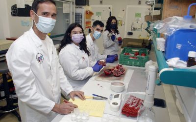 Investigadores del CIAGRO consiguen granadas más saludables y de mayor vida comercial estresando de forma ecológica al árbol
