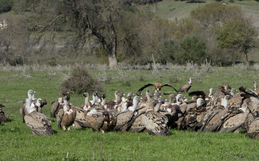 (Español) Las dehesas ibéricas claves para la conservación de las grandes aves carroñeras