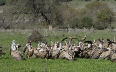 [:es]Las dehesas ibéricas claves para la conservación de las grandes aves carroñeras[:]