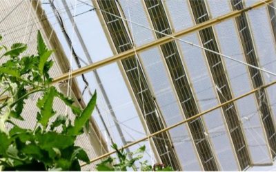VOLTO: Producción de energía y cultivo de tomate Mutxamel