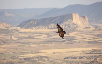 Los buitres leonados pueden recorrer hasta 10.000 km2 en un año, según estudio liderado por la UMH