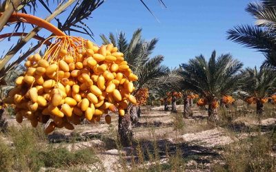 Seminario online sobre ‘El uso de semillas de palmera datilera para el tratamiento de agua’ impartido por Dra. Rania Remmani (Argelia)