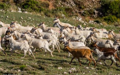 El proyecto AGROALNEXT GVA ‘VegClimApp’ del CIAGRO-UMH identifica las vulnerabilidades de los sistemas de ganadería extensiva de España