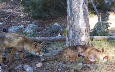 La UMH colabora en un estudio que revela el impacto desigual de la carroña en el suelo de los ecosistemas mediterráneos