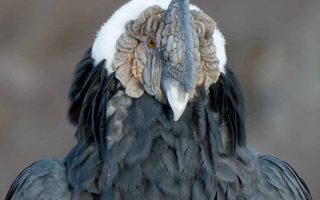 Revelan por primera vez el impacto real de la energía eólica sobre la fauna en Sudamérica