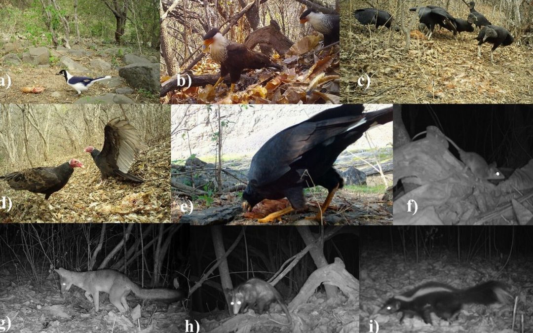 La UMH colabora en un estudio que revela que la degradación forestal altera el papel ecológico de los carroñeros en bosques tropicales