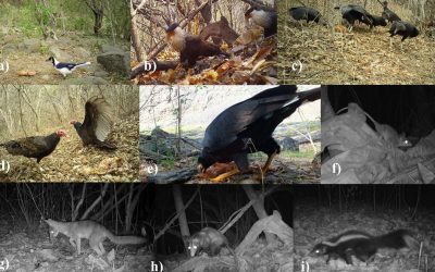 La UMH colabora en un estudio que revela que la degradación forestal altera el papel ecológico de los carroñeros en bosques tropicales