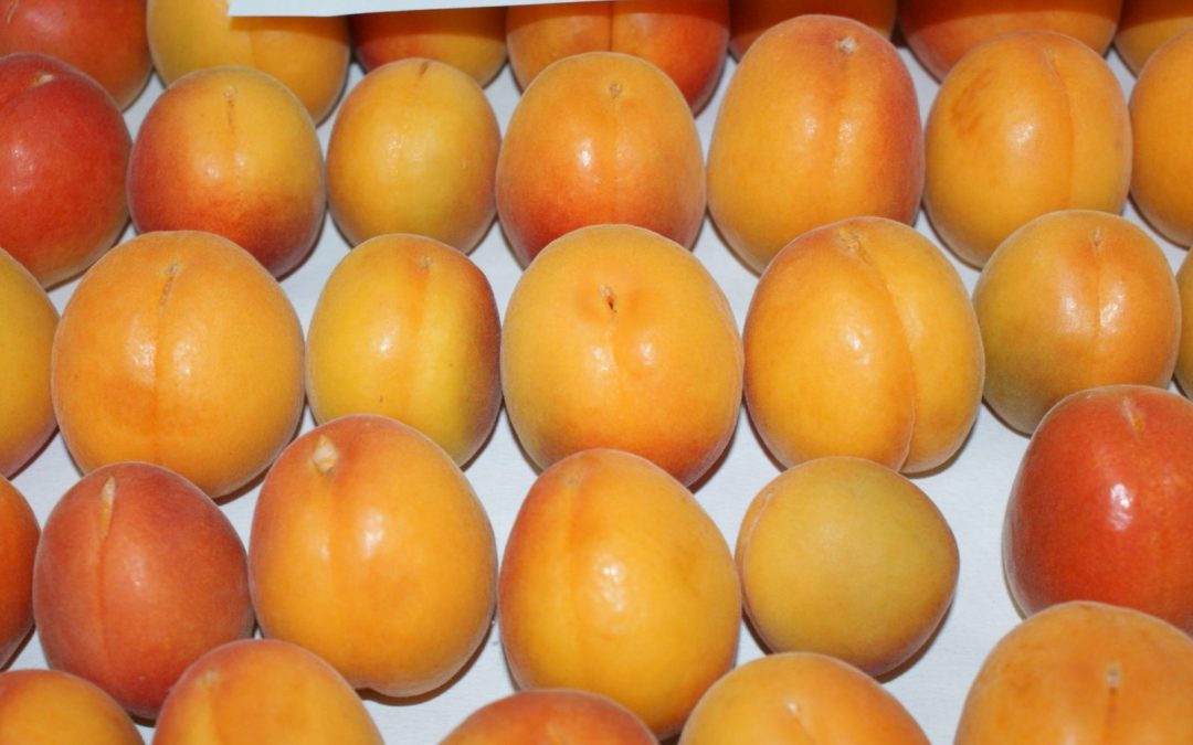 Defensa de la Tesis Doctoral de D. Jorge Medina Santamarina “Efecto del tratamiento precosecha y poscosecha con melatonina sobre la calidad de frutas y hortalizas”