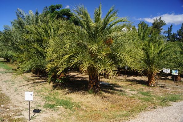 Grupo de investigación Mejora Genética de Variedades (Genética) de CIAGRO-UMH