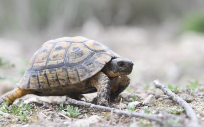 Investigadores de la UMH lideran la elaboración de la Estrategia Nacional para la conservación de la tortuga mora