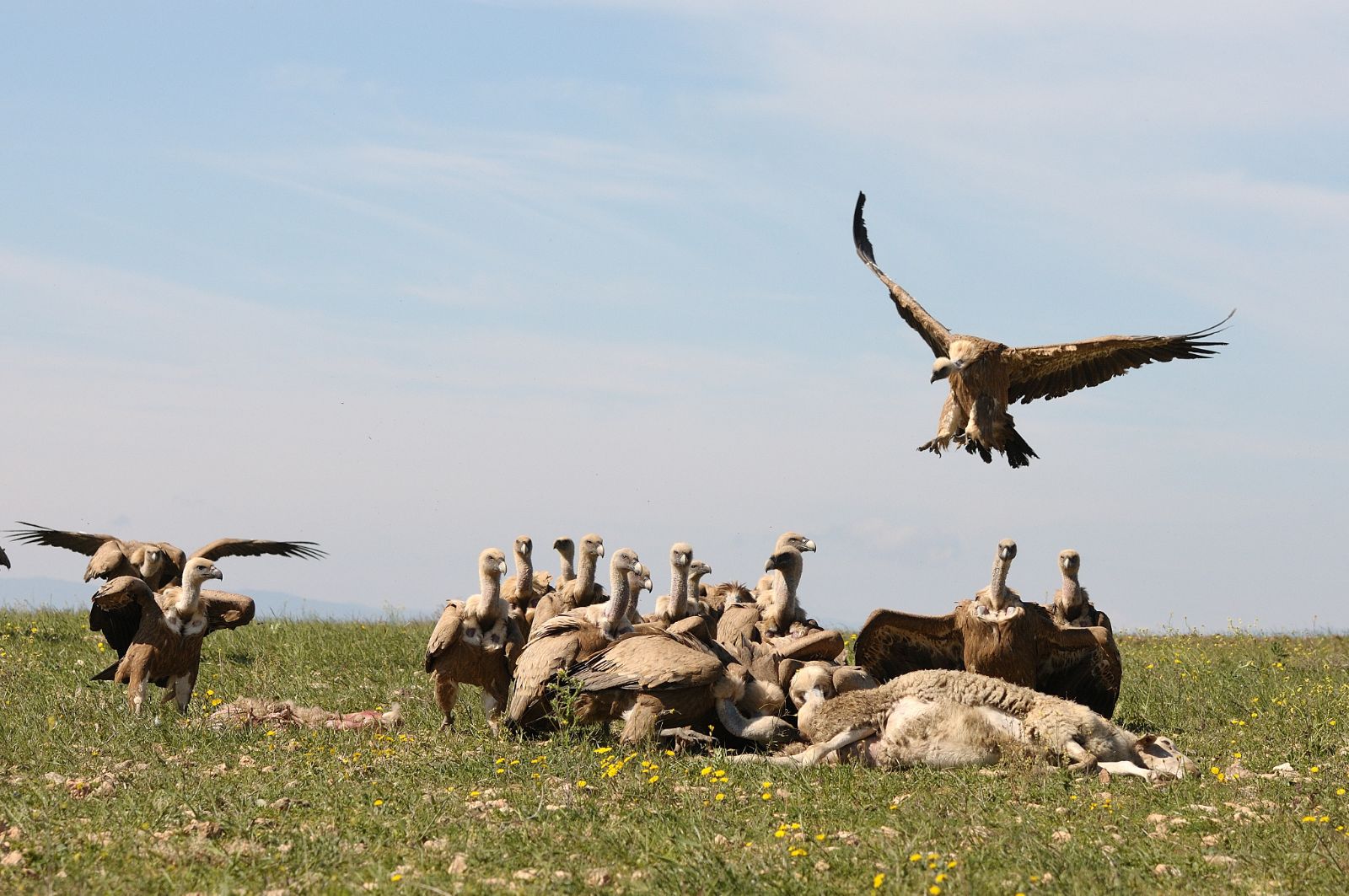 Grupo de investigación Ecología y Conservación de la Biodiversidad de CIAGRO-UMH