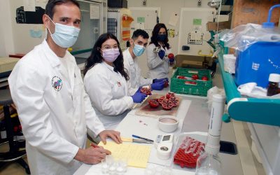 Investigadores del CIAGRO consiguen granadas más saludables y de mayor vida comercial estresando de forma ecológica al árbol