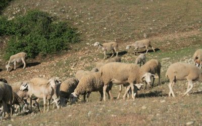 [:es]El valor de la trashumancia para las aves carroñeras[:]