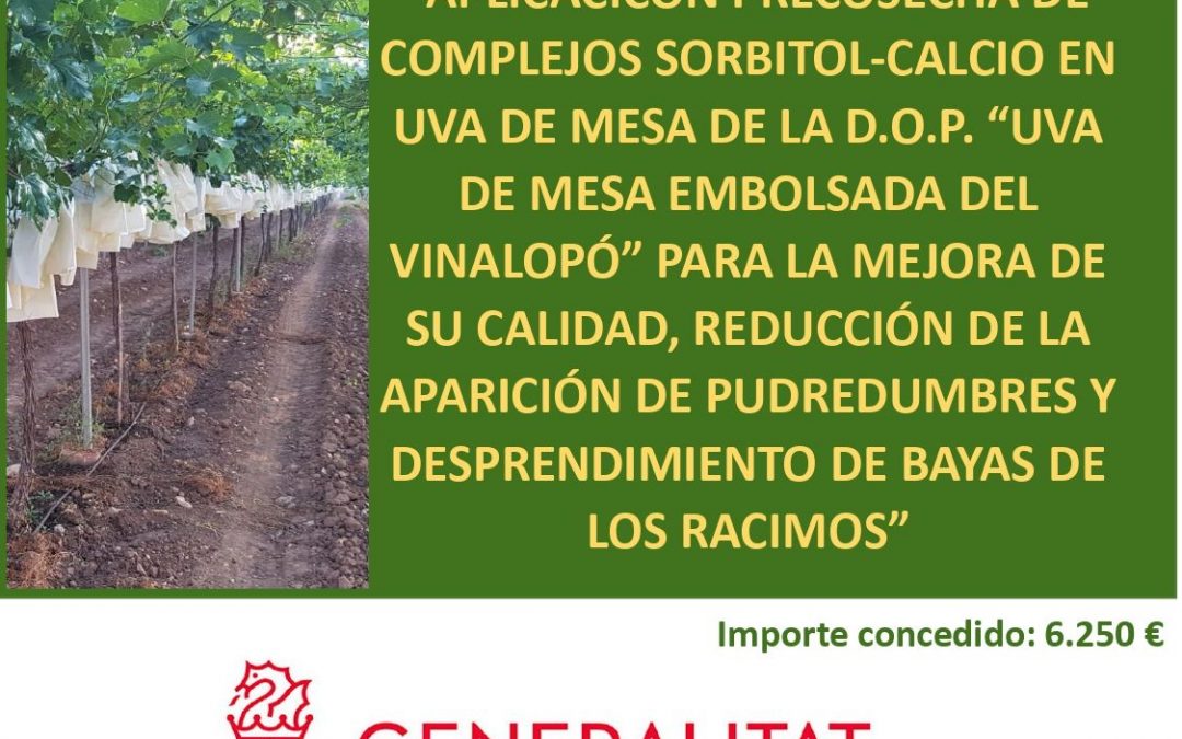 Estrategias pre-cosecha para mantener la calidad de la uva con denominación de origen