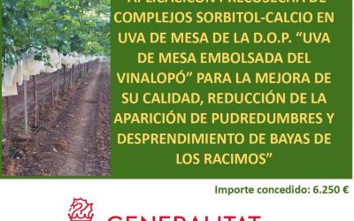 Estrategias pre-cosecha para mantener la calidad de la uva con denominación de origen